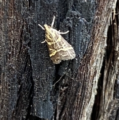 Scoparia spelaea (a Crambid moth) at Mount Jerrabomberra - 25 Feb 2022 by Steve_Bok