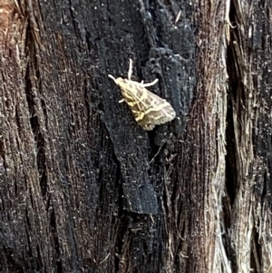 Scoparia spelaea at Jerrabomberra, NSW - 25 Feb 2022