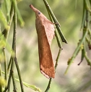 Pararguda nasuta at Jerrabomberra, NSW - 25 Feb 2022 01:39 PM