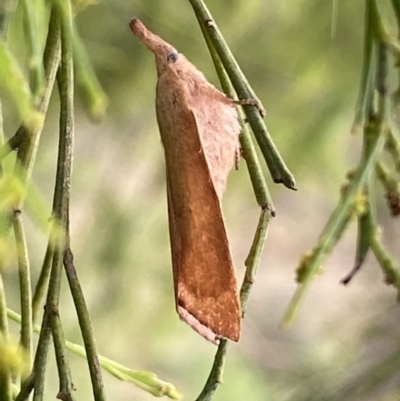 Pararguda nasuta (Wattle Snout Moth) at QPRC LGA - 25 Feb 2022 by Steve_Bok
