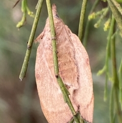 Pararguda nasuta at Jerrabomberra, NSW - 25 Feb 2022 01:39 PM