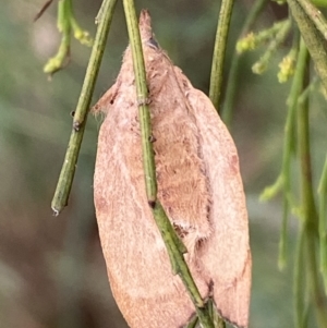 Pararguda nasuta at Jerrabomberra, NSW - 25 Feb 2022