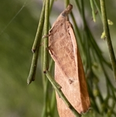 Pararguda nasuta at Jerrabomberra, NSW - 25 Feb 2022