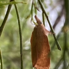 Pararguda nasuta at Jerrabomberra, NSW - 25 Feb 2022 01:39 PM