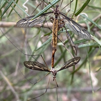 Ptilogyna sp. (genus) (A crane fly) at Jerrabomberra, NSW - 25 Feb 2022 by SteveBorkowskis