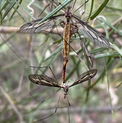 Ptilogyna sp. (genus) (A crane fly) at QPRC LGA - 25 Feb 2022 by Steve_Bok