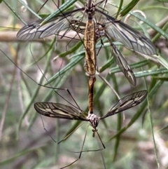 Ptilogyna sp. (genus) at Jerrabomberra, NSW - 25 Feb 2022