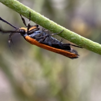 Snellenia lineata (A concealer moth) at Mount Jerrabomberra - 25 Feb 2022 by Steve_Bok