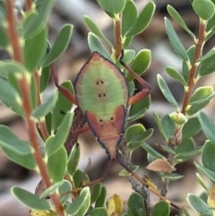 Amorbus sp. (genus) (Eucalyptus Tip bug) at Mount Jerrabomberra - 25 Feb 2022 by Steve_Bok