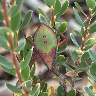 Amorbus sp. (genus) (Eucalyptus Tip bug) at Mount Jerrabomberra - 25 Feb 2022 by Steve_Bok