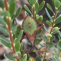 Amorbus sp. (genus) at Jerrabomberra, NSW - 25 Feb 2022