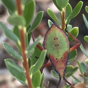 Amorbus sp. (genus) at Jerrabomberra, NSW - 25 Feb 2022