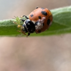 Hippodamia variegata (Spotted Amber Ladybird) at QPRC LGA - 25 Feb 2022 by Steve_Bok