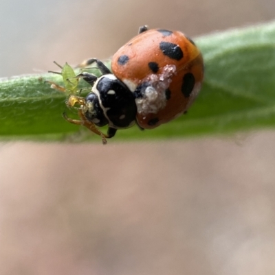 Hippodamia variegata (Spotted Amber Ladybird) at Jerrabomberra, NSW - 25 Feb 2022 by Steve_Bok