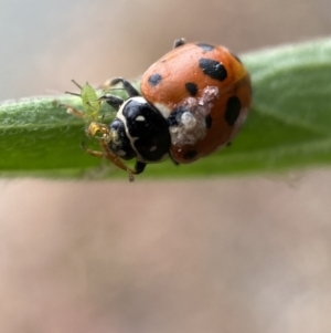 Hippodamia variegata at Jerrabomberra, NSW - 25 Feb 2022