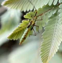 Rayieria acaciae (Acacia-spotting bug) at Jerrabomberra, NSW - 25 Feb 2022 by SteveBorkowskis