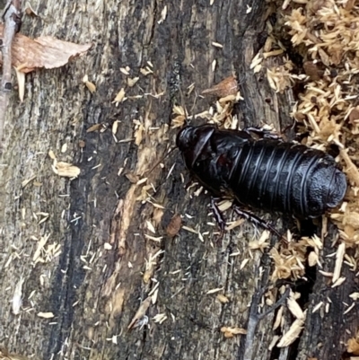 Panesthia australis (Common wood cockroach) at QPRC LGA - 25 Feb 2022 by Steve_Bok