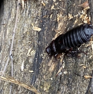 Panesthia australis at Jerrabomberra, NSW - 25 Feb 2022