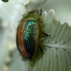 Calomela parilis (Leaf beetle) at Mount Jerrabomberra - 25 Feb 2022 by Steve_Bok