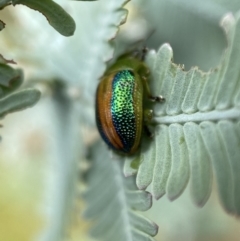 Calomela parilis at Jerrabomberra, NSW - 25 Feb 2022