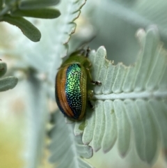 Calomela parilis at Jerrabomberra, NSW - 25 Feb 2022