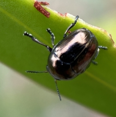 Ditropidus sp. (genus) (Leaf beetle) at Jerrabomberra, NSW - 25 Feb 2022 by SteveBorkowskis