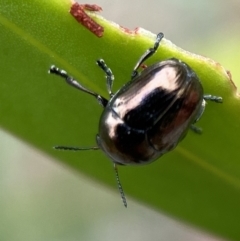 Ditropidus sp. (genus) (Leaf beetle) at Jerrabomberra, NSW - 25 Feb 2022 by Steve_Bok