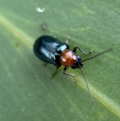 Adoxia benallae (Leaf beetle) at QPRC LGA - 25 Feb 2022 by Steve_Bok