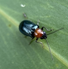 Adoxia benallae (Leaf beetle) at Jerrabomberra, NSW - 25 Feb 2022 by SteveBorkowskis