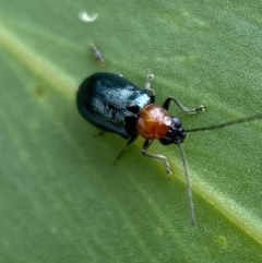 Adoxia benallae at Jerrabomberra, NSW - 25 Feb 2022