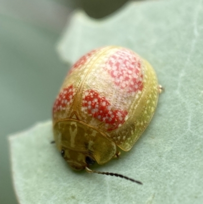 Paropsisterna fastidiosa (Eucalyptus leaf beetle) at QPRC LGA - 25 Feb 2022 by Steve_Bok