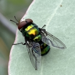 Rutilia (Chrysorutilia) sp. (genus & subgenus) (A Bristle Fly) at Jerrabomberra, NSW - 25 Feb 2022 by SteveBorkowskis