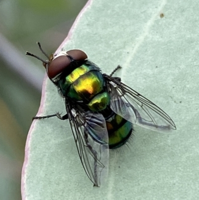 Rutilia (Chrysorutilia) sp. (genus & subgenus) (A Bristle Fly) at Jerrabomberra, NSW - 25 Feb 2022 by Steve_Bok
