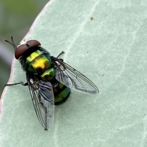 Rutilia (Chrysorutilia) sp. (genus & subgenus) at Jerrabomberra, NSW - 25 Feb 2022