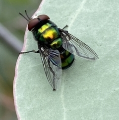 Rutilia (Chrysorutilia) sp. (genus & subgenus) at Jerrabomberra, NSW - 25 Feb 2022