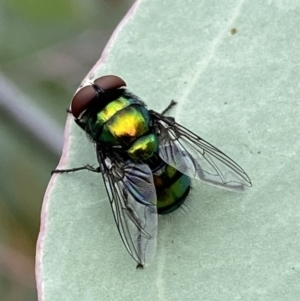 Rutilia (Chrysorutilia) sp. (genus & subgenus) at Jerrabomberra, NSW - 25 Feb 2022