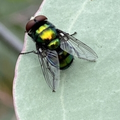 Rutilia (Chrysorutilia) sp. (genus & subgenus) at Jerrabomberra, NSW - 25 Feb 2022