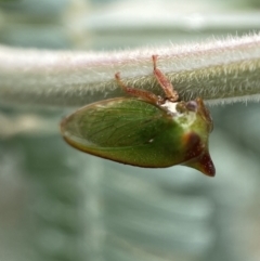 Sextius virescens (Acacia horned treehopper) at QPRC LGA - 25 Feb 2022 by Steve_Bok