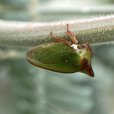 Sextius virescens (Acacia horned treehopper) at QPRC LGA - 25 Feb 2022 by Steve_Bok