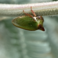 Sextius virescens at Jerrabomberra, NSW - 25 Feb 2022