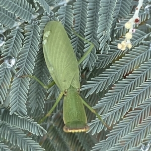 Orthodera ministralis at Jerrabomberra, NSW - 25 Feb 2022