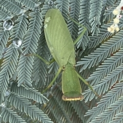 Orthodera ministralis at Jerrabomberra, NSW - 25 Feb 2022