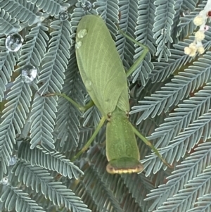 Orthodera ministralis at Jerrabomberra, NSW - 25 Feb 2022