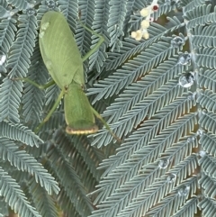 Orthodera ministralis at Jerrabomberra, NSW - 25 Feb 2022