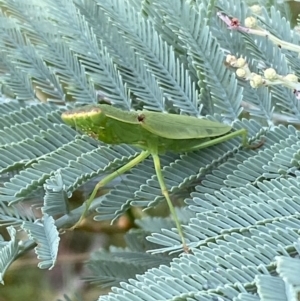 Orthodera ministralis at Jerrabomberra, NSW - 25 Feb 2022