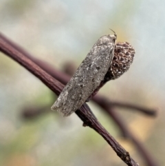 Oecophoridae (family) (Unidentified Oecophorid concealer moth) at Jerrabomberra, NSW - 25 Feb 2022 by Steve_Bok