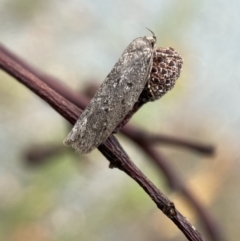 Oecophoridae (family) at Jerrabomberra, NSW - 25 Feb 2022 12:12 PM