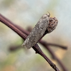 Oecophoridae (family) at Jerrabomberra, NSW - 25 Feb 2022 12:12 PM