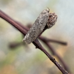 Oecophoridae (family) at Jerrabomberra, NSW - 25 Feb 2022 12:12 PM