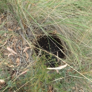 Tachyglossus aculeatus at Aranda, ACT - 22 Feb 2022 04:08 PM